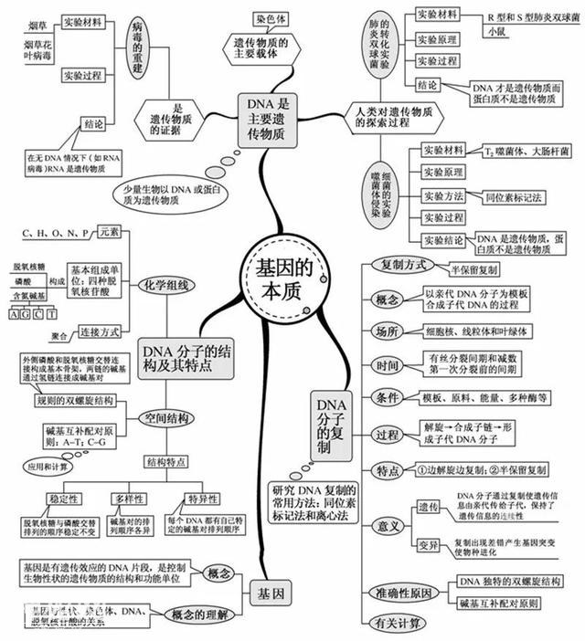 看透高中生物这20张思维导图，生物轻松拿高分！-8.jpg