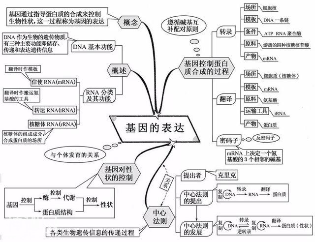 看透高中生物这20张思维导图，生物轻松拿高分！-9.jpg