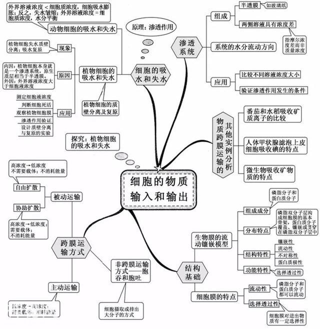 看透高中生物这20张思维导图，生物轻松拿高分！-3.jpg