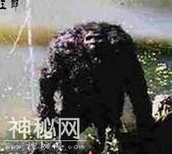 央视曝喀纳斯湖水怪照片-21.jpg