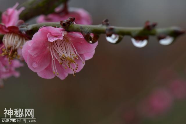 农村老话，春分无雨闹瘟疫,春分有雨病人稀！今年这天气要坏事-3.jpg