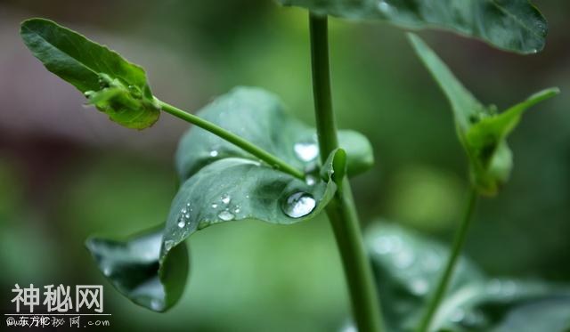 农村老话，春分无雨闹瘟疫,春分有雨病人稀！今年这天气要坏事-5.jpg