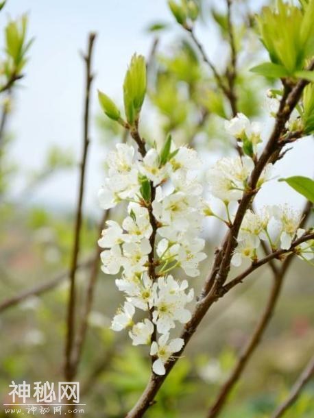 风日晴暄一并来，桃花告报李花开（李花诗词欣赏）-1.jpg