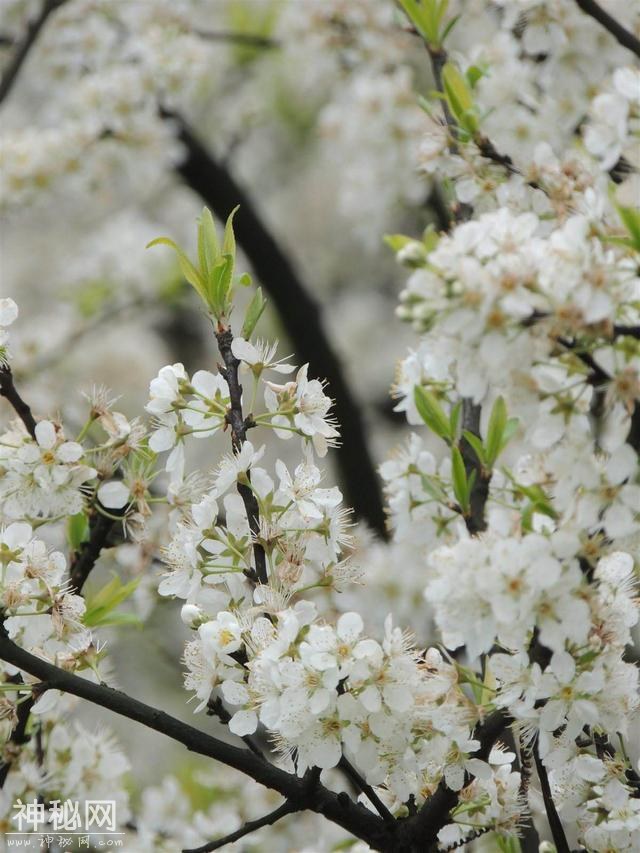 风日晴暄一并来，桃花告报李花开（李花诗词欣赏）-3.jpg