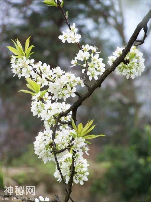 风日晴暄一并来，桃花告报李花开（李花诗词欣赏）-2.jpg