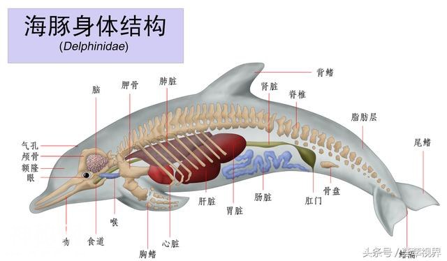 海豚的身体都是由哪些部分组成，看了一张图片你就清楚了-2.jpg