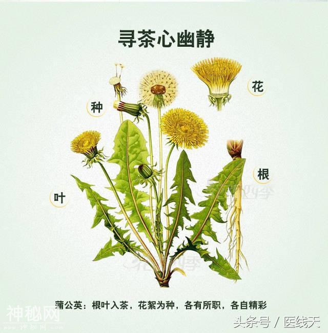 蒲公英泡茶什么时候的最保健，看看医生怎么说-2.jpg