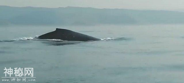 神秘生物降临澳大利亚河流，疑为外星生命？-3.jpg