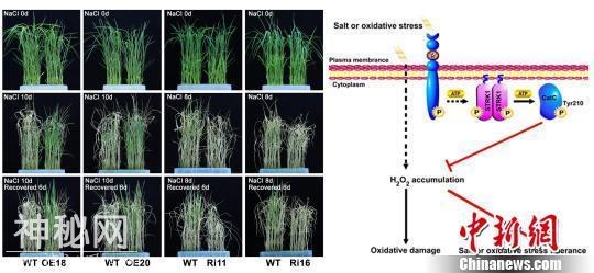 中国科研团队破译改善盐碱地水稻生长新基因-1.jpg