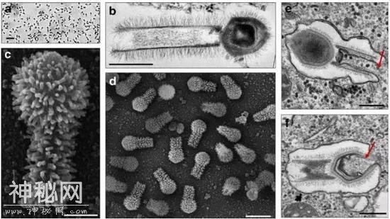 这种新发现的巨大病毒 正刷新我们对微生物的认知-1.jpg