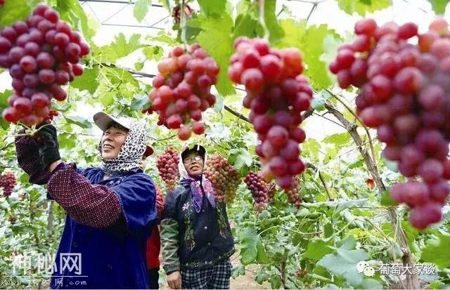 隔壁老王用食醋喷葡萄，产量和葡萄品质提升一大截，不愧为土专家-1.jpg