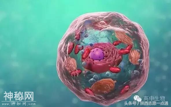 生物不难学！高考生物74条重要知识点汇总-1.jpg