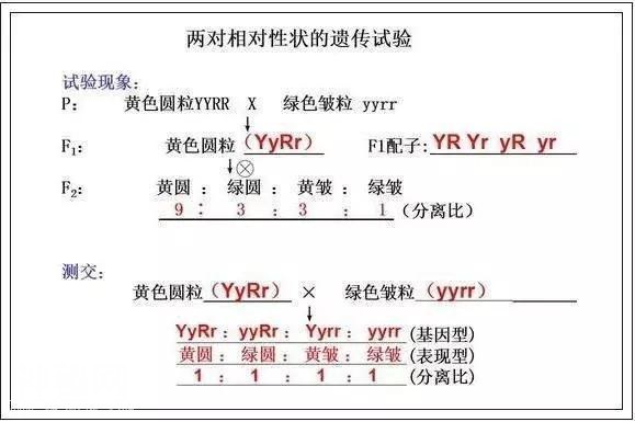 高考714分学霸直言：苦学3年生物，不如啃透这份“最强笔记”！-15.jpg