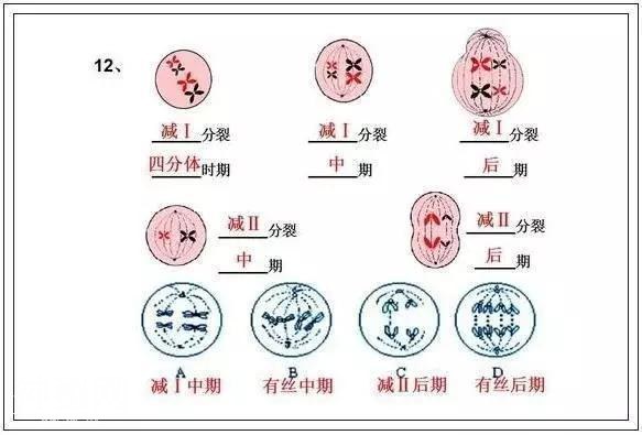 高考714分学霸直言：苦学3年生物，不如啃透这份“最强笔记”！-17.jpg