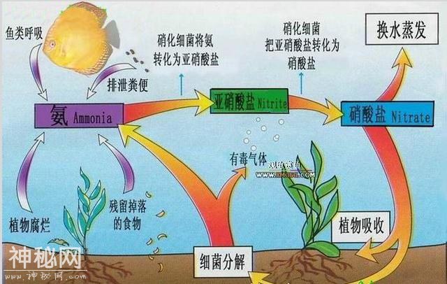 硝化细菌的培养与滤材的清洗-1.jpg