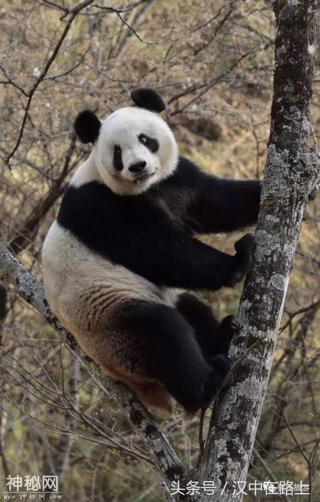 清明假期佛坪旅游人气爆棚！-9.jpg