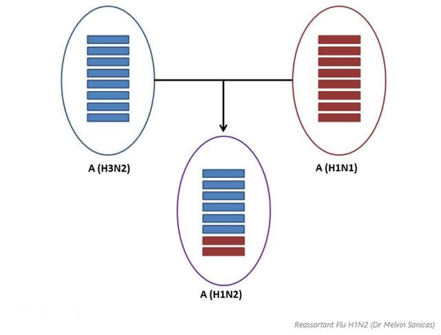 警惕！又一种新型流感病毒出现，而且是二合一-2.jpg