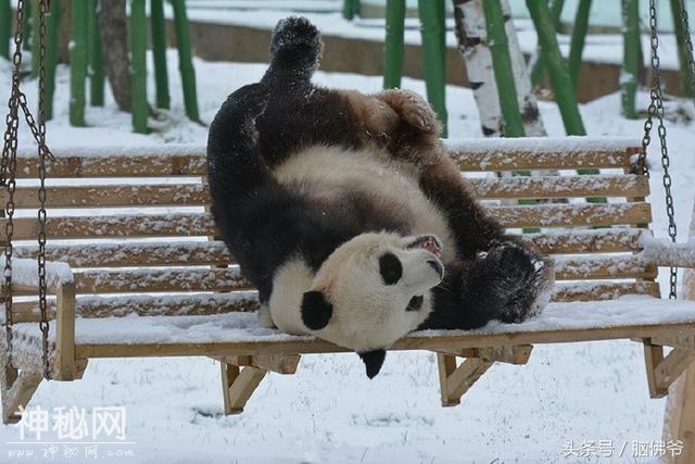 动物卖萌界扛把子，熊猫圈颜艺担当----思嘉丽莎-8.jpg