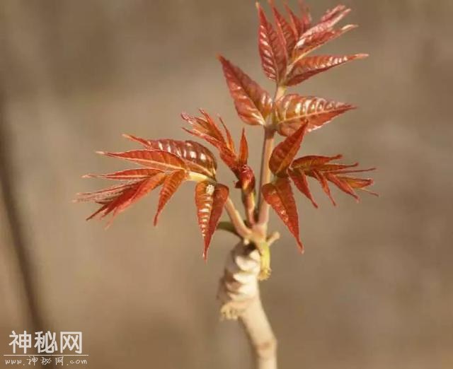 清明踏青都爱挖野菜，可我们不是野人，为啥要吃野菜？-5.jpg