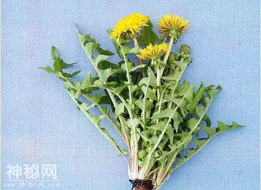 清明踏青都爱挖野菜，可我们不是野人，为啥要吃野菜？-9.jpg