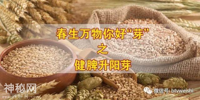 「养生堂」今日17:25播出《春食芽菜巧祛病——健脾升阳芽》-1.jpg