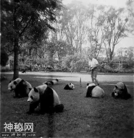 晚清至民国四川老照片：成都华西坝遍地都是大熊猫-18.jpg