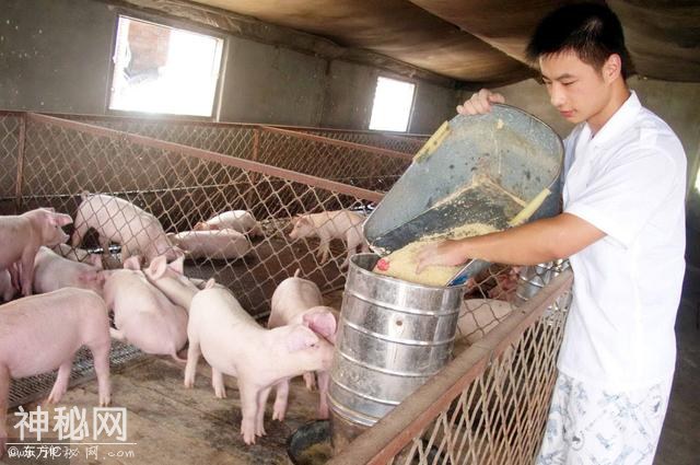 学会在饲料里加药，养猪才能事半功倍！-2.jpg