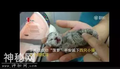 治我猫病救我狗命！医生救回难产母猫 猫主人送逗趣锦旗-1.jpg