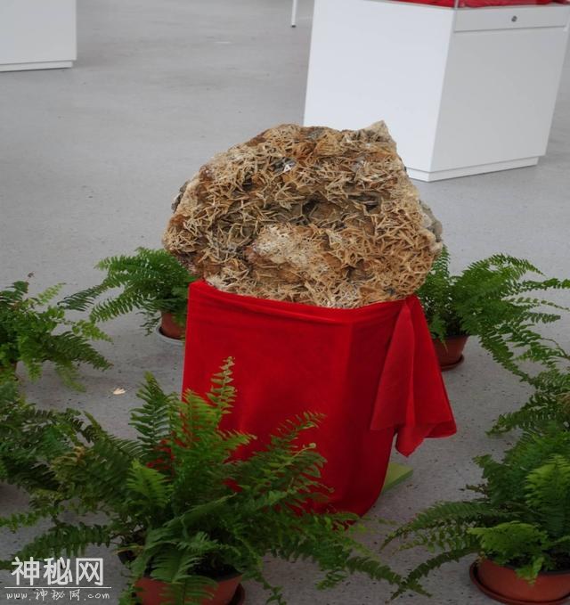 聆听石头趣语 探索地学奥秘-4.jpg