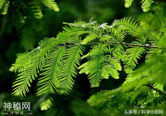 植物会不会有黑色的？科学家在距地球1200光年星球上的发现！-2.jpg