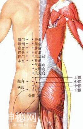 中医治疗与保健固本重生穴肾俞-1.jpg