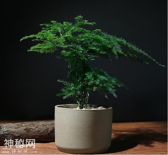 往家里养这些植物，能助长你的财运，还有利于身体健康-2.jpg