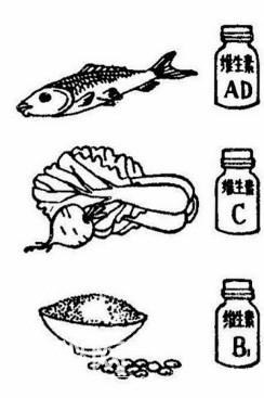 维生素对人体有哪些好处-2.jpg