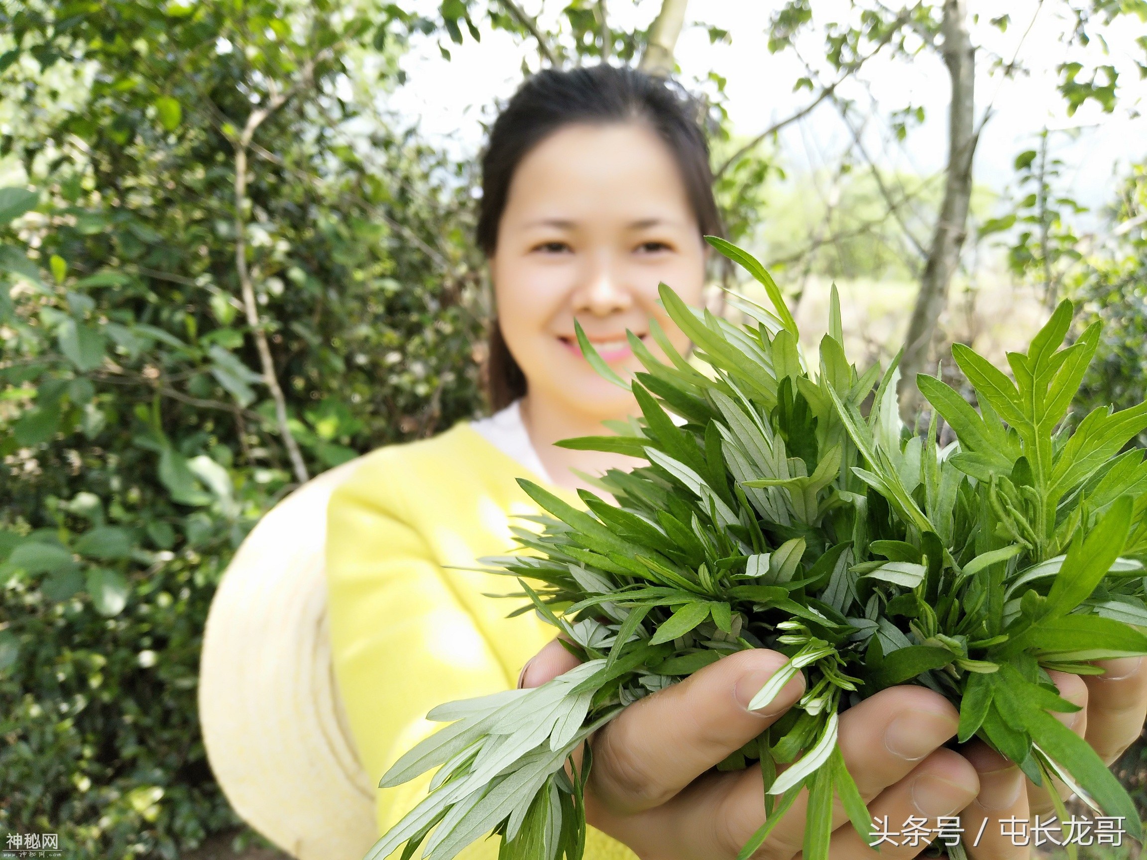 这种有毒杂草和艾草很像，可别吃错了，不然会伤身体！-1.jpg