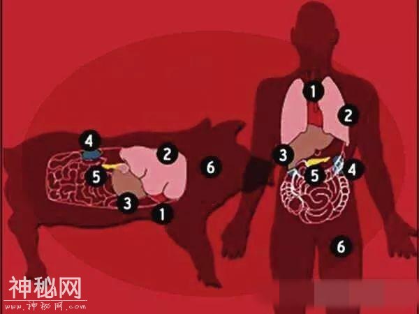 日本造出17头半人半猪，即将为人体提供移植器官-1.jpg