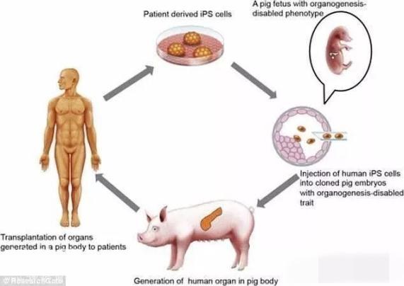 日本造出17头半人半猪，即将为人体提供移植器官-2.jpg