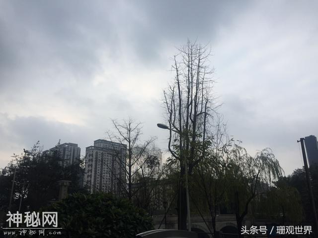 成都：一场来去匆匆的雪，一种刺入骨髓的冷，一些关于春天的想象-2.jpg