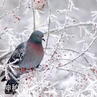 下雪了，远方的朋友，多变的天气，不变的问候 愿你珍重，再珍重-36.jpg