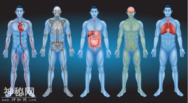 科学家发现一个人体新器官Interstitium-2.jpg