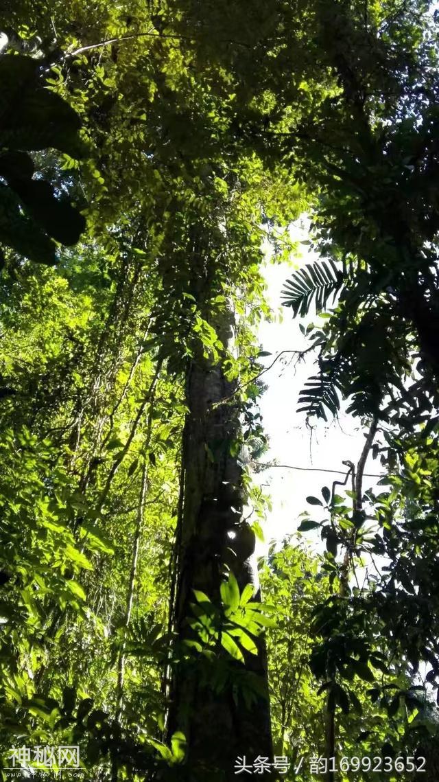 西双版纳森林公园长满了遮天古树，这里植物有绞杀等自然现象～-1.jpg