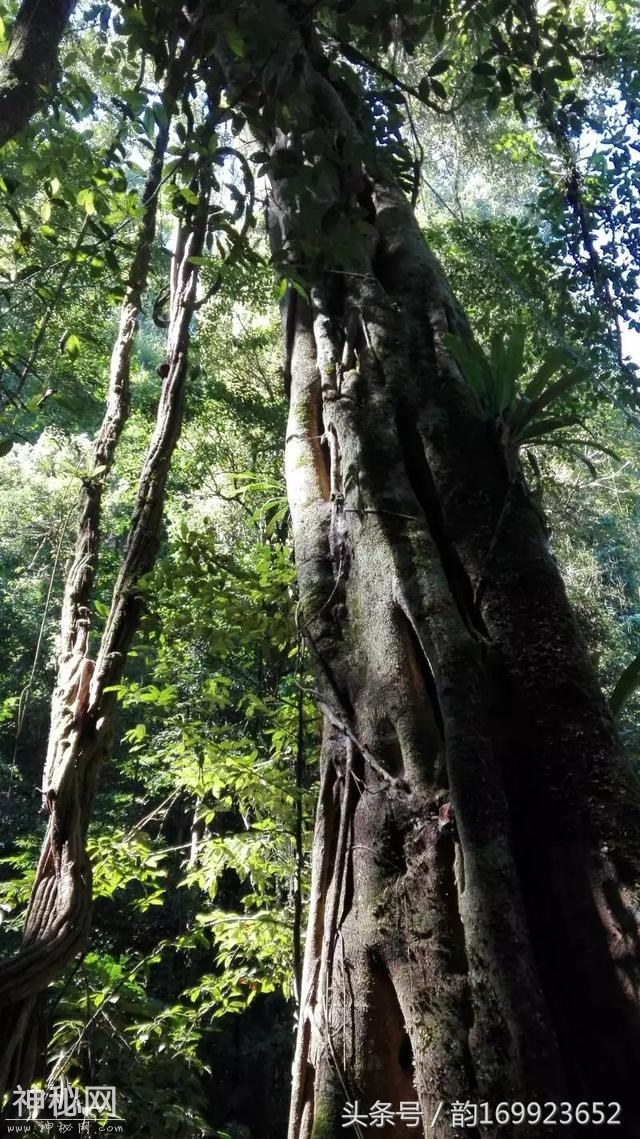 西双版纳森林公园长满了遮天古树，这里植物有绞杀等自然现象～-2.jpg