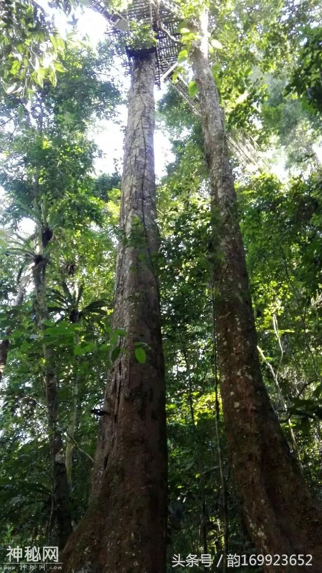 西双版纳森林公园长满了遮天古树，这里植物有绞杀等自然现象～-4.jpg