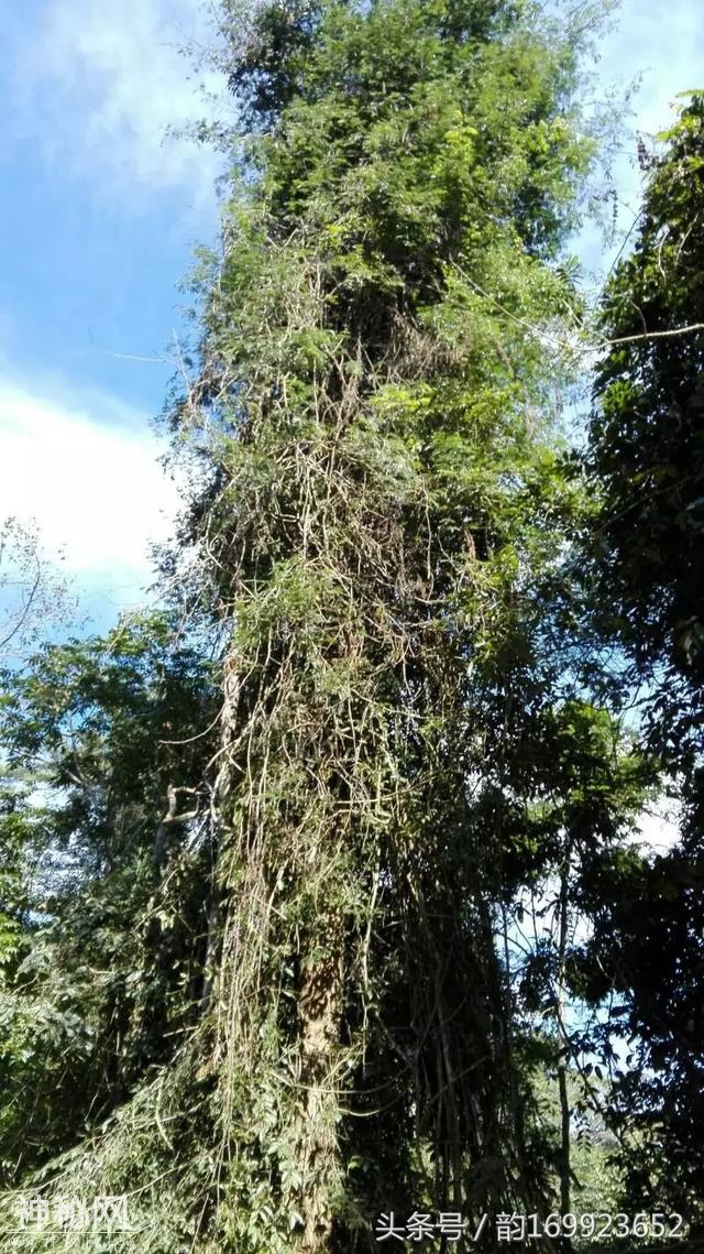 西双版纳森林公园长满了遮天古树，这里植物有绞杀等自然现象～-5.jpg