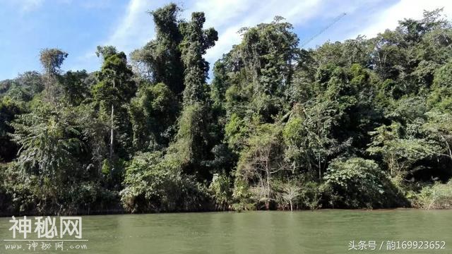 西双版纳森林公园长满了遮天古树，这里植物有绞杀等自然现象～-9.jpg