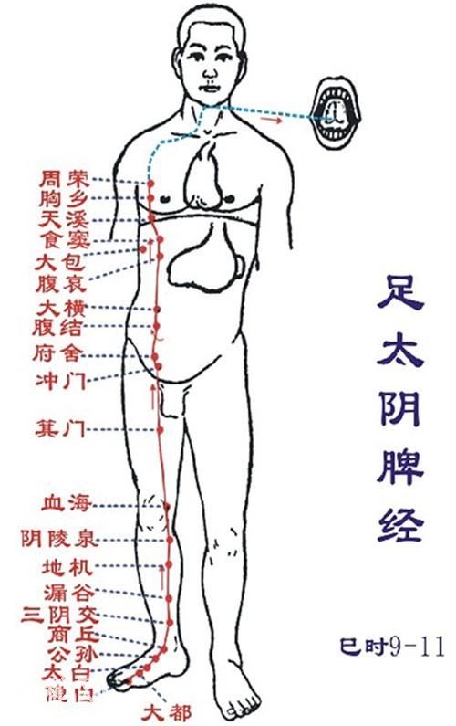 脾经常畅通——重病、急病、怪病难上身-1.jpg