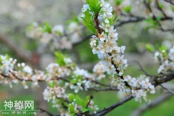 花草树木地质行｜一花一树木，一草一菩提-8.jpg