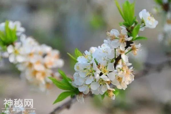 花草树木地质行｜一花一树木，一草一菩提-7.jpg