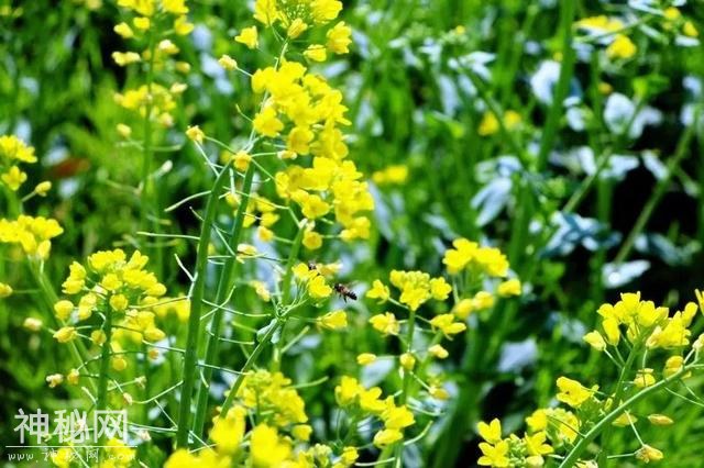 花草树木地质行｜一花一树木，一草一菩提-9.jpg