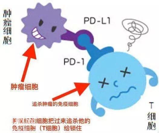 癌症不再是绝症！最新诺贝尔奖告诉你有救了！-10.jpg