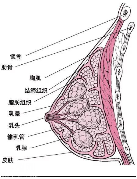 男人究竟为什么喜欢大胸？-2.jpg